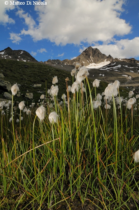 un po'' di flora dal Gavia